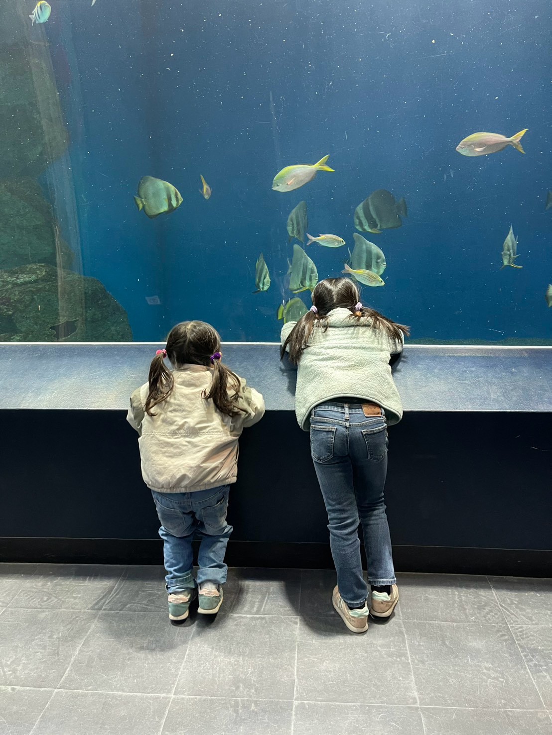 水族館の大きな水槽を並んで眺めるふたりのお子さま